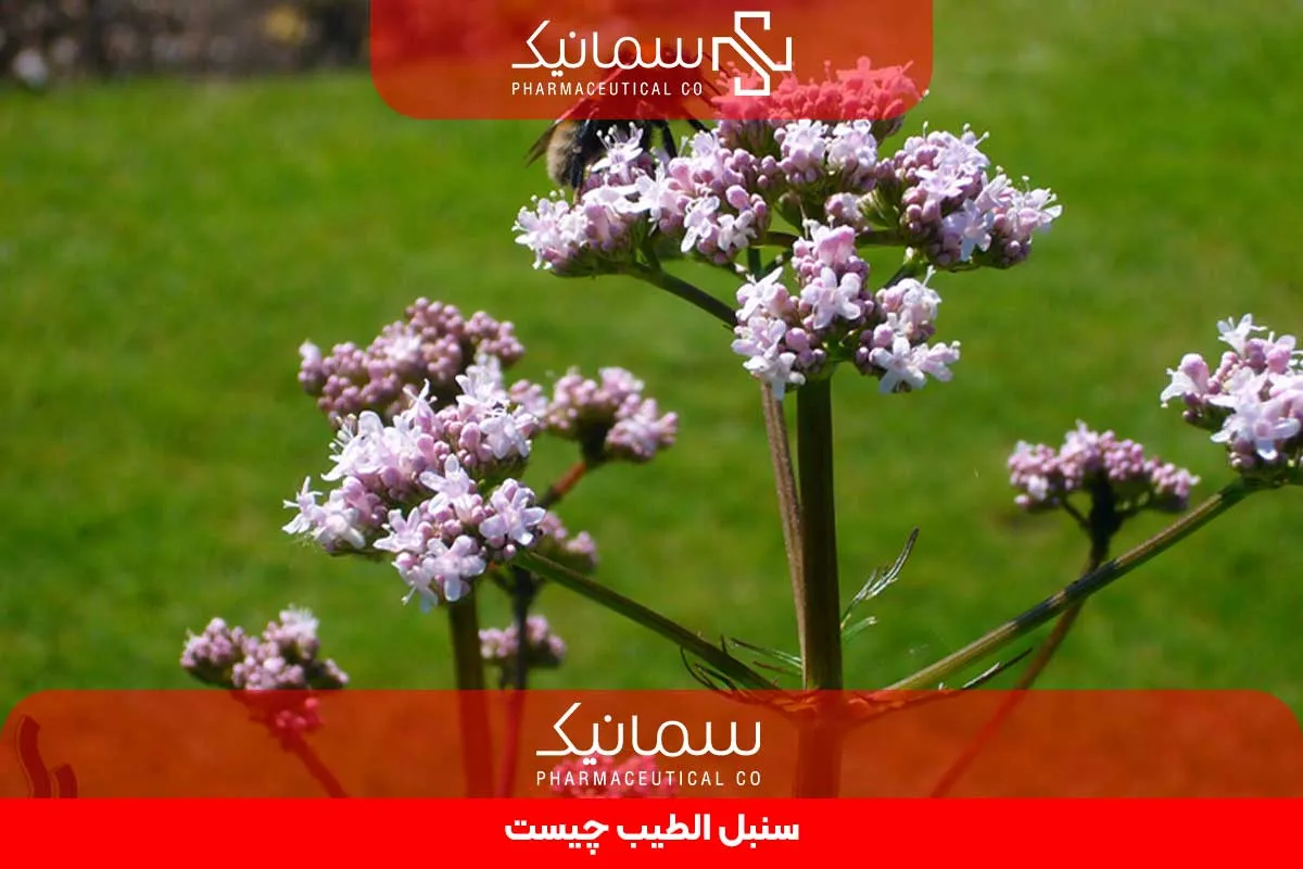 سنبل الطیب چیست
